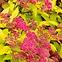 Spiraea japonica goldflame