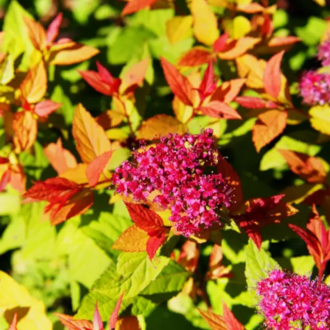Spiraea japonica goldflame