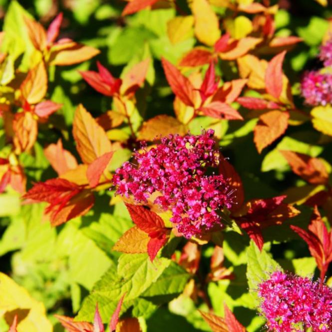 Spiraea japonica goldflame