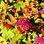 Spiraea japonica goldflame,2