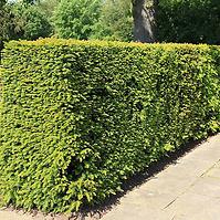 Taxus media hicksii