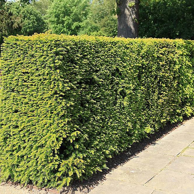 Taxus media hicksii