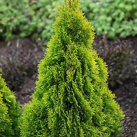 Thuja occ. golden smaragd janed gold PBR
