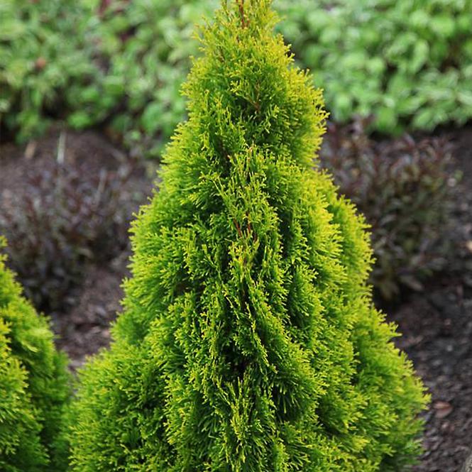 Thuja occ. golden smaragd janed gold PBR