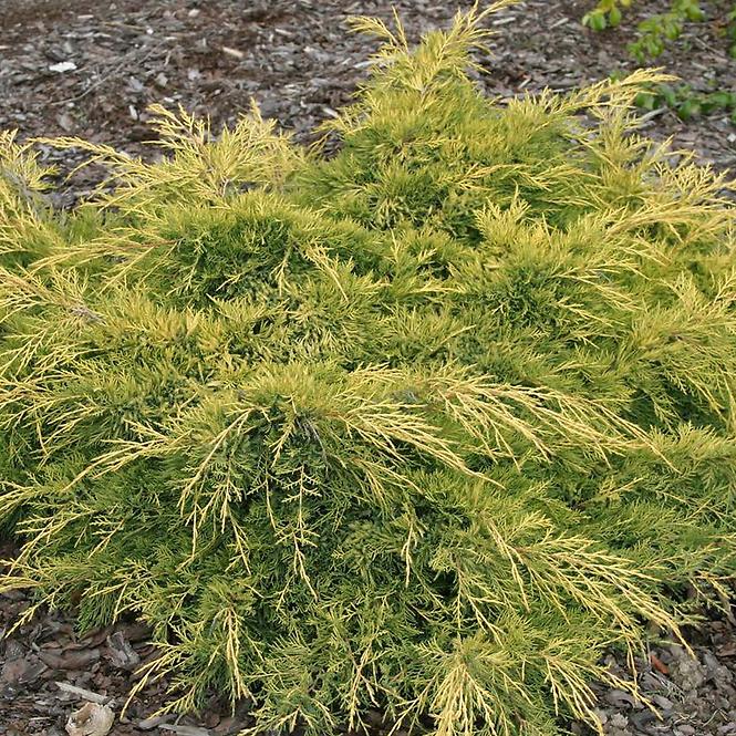 Juniperus pfitzeriana Gold Star