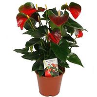 Anthurium andr. Baby Boomer 12/36