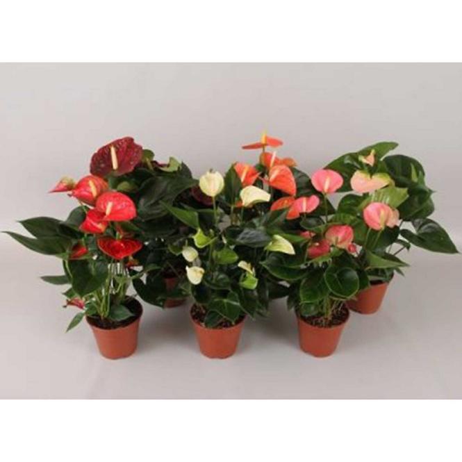 Anthurium andr. Mix 14/50