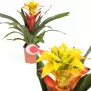 Guzmania Soledo