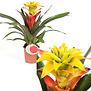 Guzmania Soledo