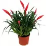 Vriesea multiflower Astrid (4+)