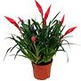 Vriesea multiflower Astrid (4+)