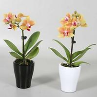 Phalaenopsis mini v keramice 6/35