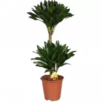 Dracaena fr. Compacta 45-15 19/75