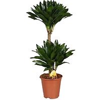Dracaena fr. Compacta 45-15 19/75