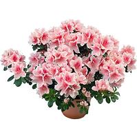 Azalea mixed colours 13/27