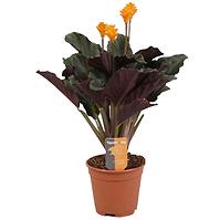 Calathea Crocata 34