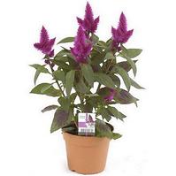 Celosia caracas