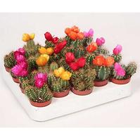 Cactus na slamenky 5/15