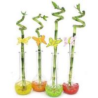 Lucky Bamboo spiral 40 cm in vase, with deco
