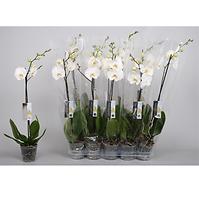 Phalaenopsis 6+ biela 12/60