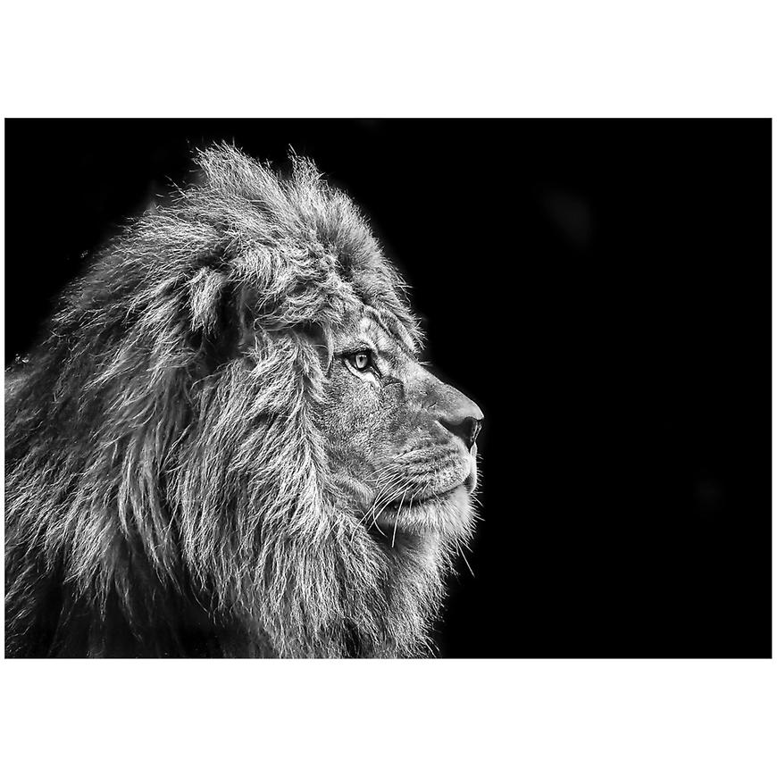 Obraz Glasspik Animals 70X100 GL104 Lion