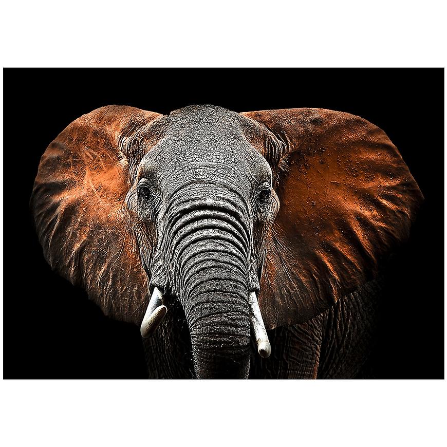 Obraz Glasspik Animals3 70X100 SG GL249 Red Elephant