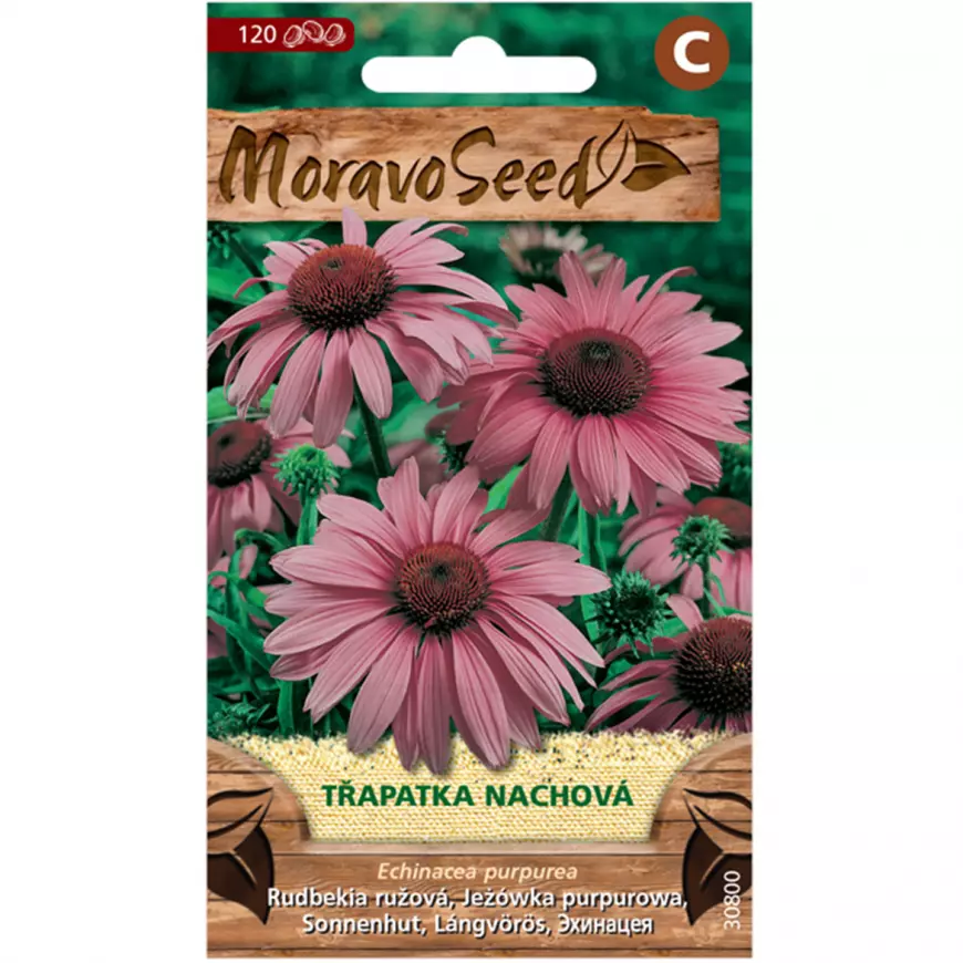 Echinacea purpurová, fialová