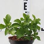 Pachysandra Terminalis Green Carpet C1,5l