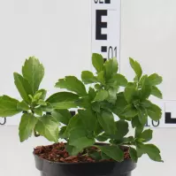 Pachysandra Terminalis Green Carpet C1,5l