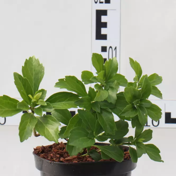 Pachysandra Terminalis Green Carpet C1,5l