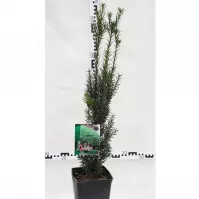 Taxus pomaly rastúce 30-60 cm C3