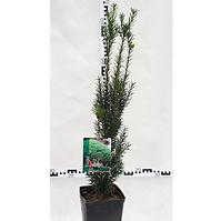 Taxus pomaly rastúce 30-60 cm C3