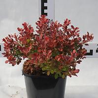 Berberis Thunbergii Admiration C2
