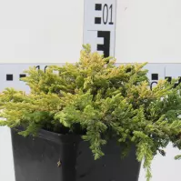 Juniperus Communis Goldschatz C3