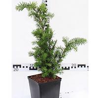 Taxus Media Densiformis C3 50-60