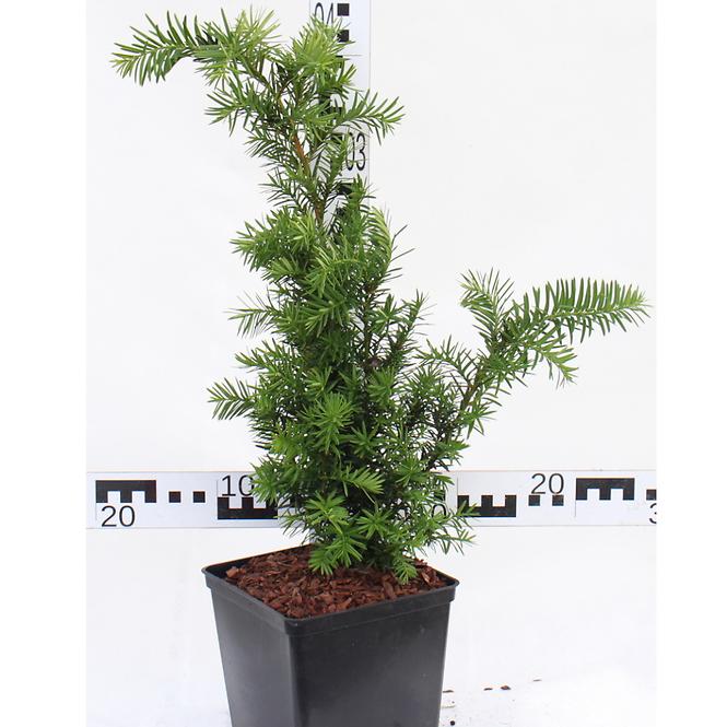 Taxus Media Densiformis C3 50-60