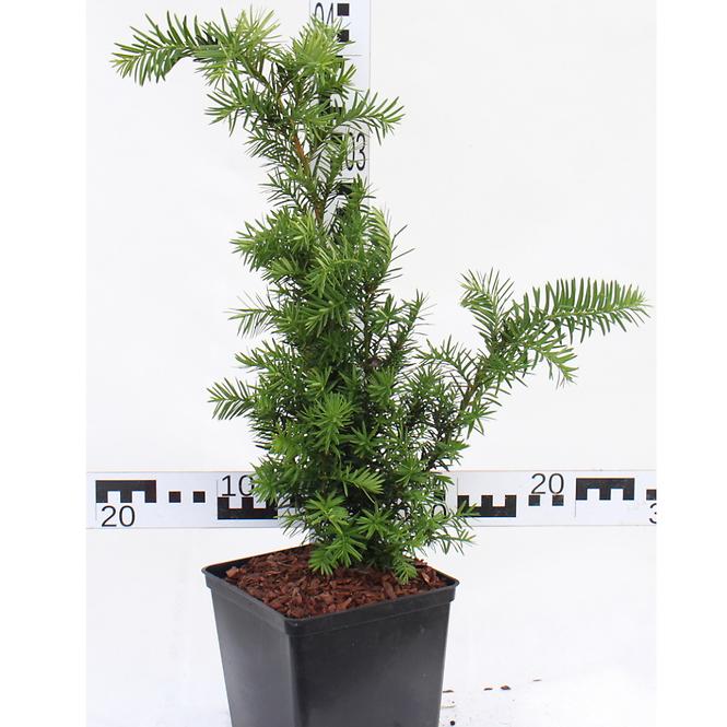 Taxus Media Densiformis C3 50-60