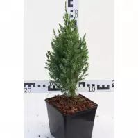 Juniperus Chinensis STRICTA