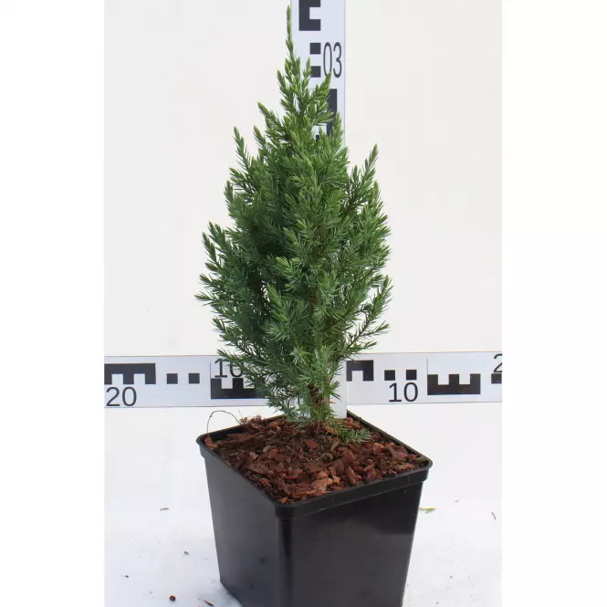 Juniperus Chinensis STRICTA