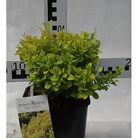 Berberis Thunbergi Tiny Gold C2