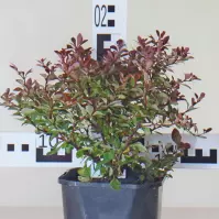 Berberis Thunbergii Atropurpurea Nana C2
