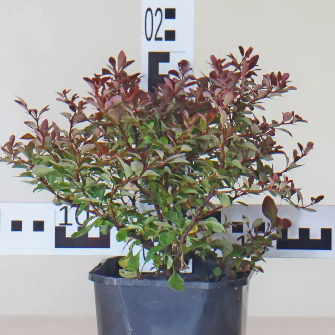 Berberis Thunbergii Atropurpurea Nana C2