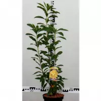 Azalea C2,5 30-40