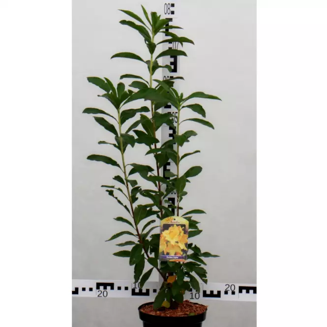 Azalea C2,5 30-40