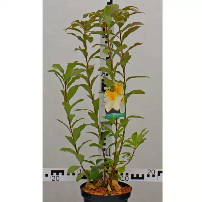 Azalea C2,5 30-40