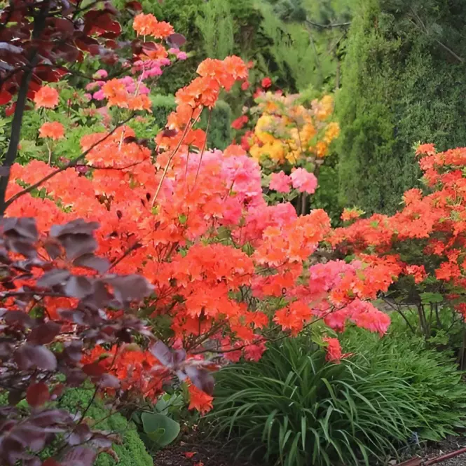 Azalea C2,5 30-40