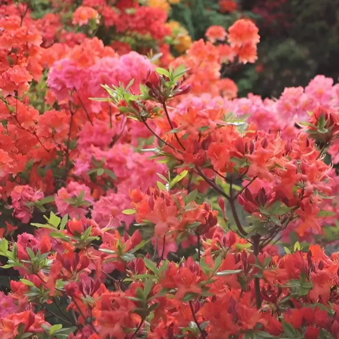 Azalea C2,5 30-40
