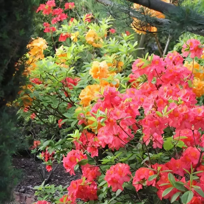 Azalea C2,5 30-40