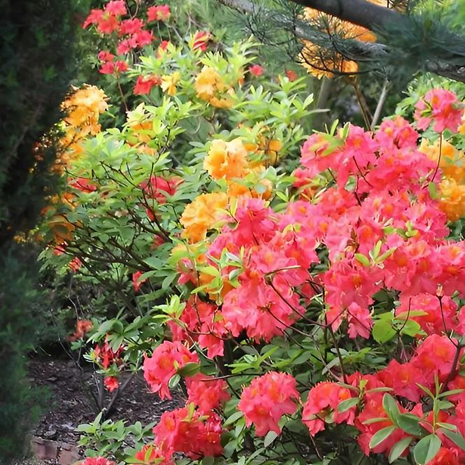Azalea C2,5 30-40