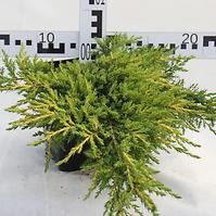 Juniperus Pfitzeriana (X) Pfitzeriana Aurea C3
